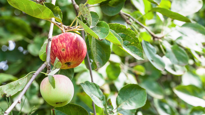branch with ripering apples
