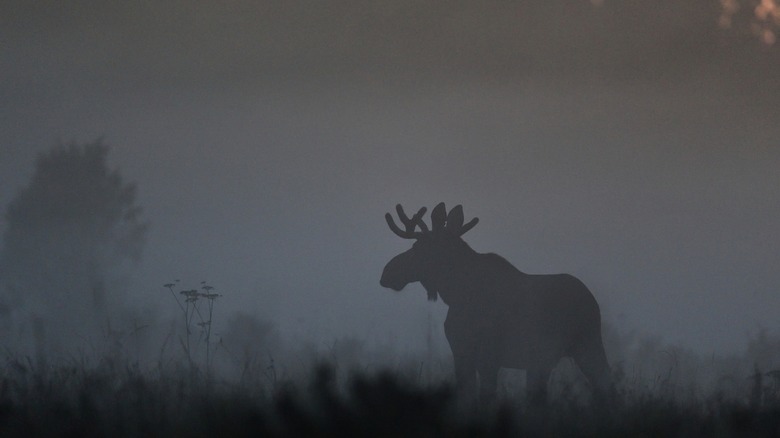 tech news moose in the mist at twilight