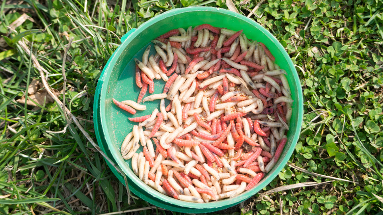 white pink fish bait bowl