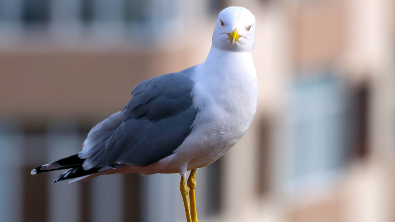 Seagull standing and staring