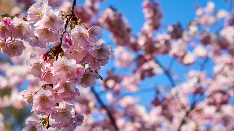 pink cherry blossoms