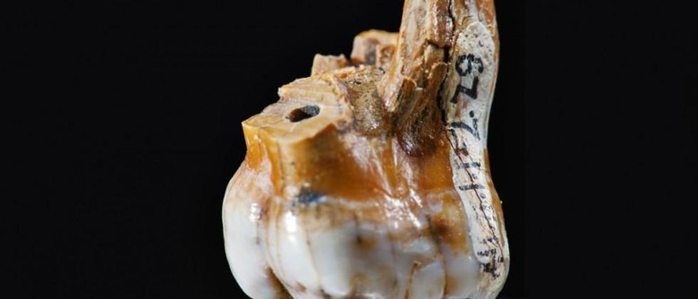 Tooth fossil reveals DNA of ancient human cousins