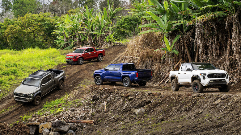 2024 Toyota Tacoma lineup parked in Hawaii.