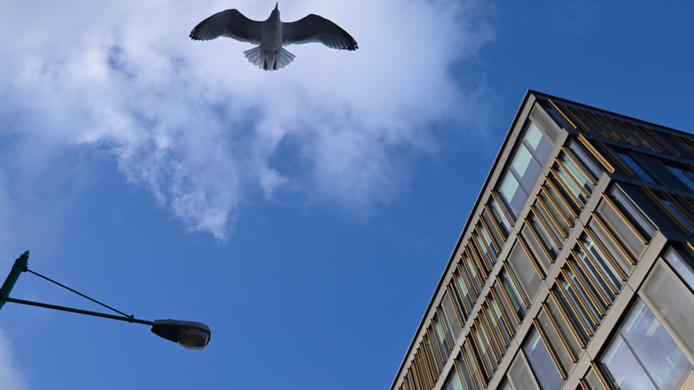 twitter hq building dublin seagull