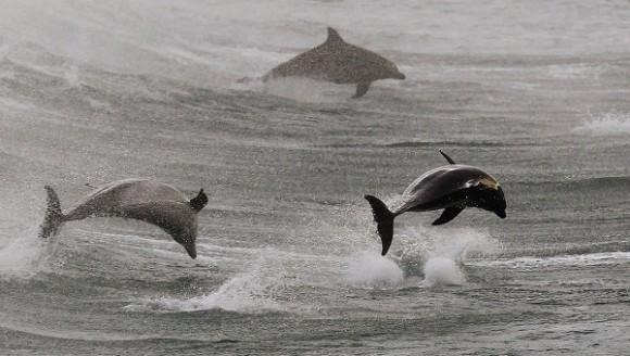 Ukrainian killer dolphins are on the loose