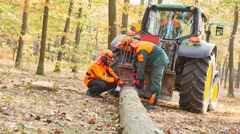 Lumberjacks skidding a log with chains