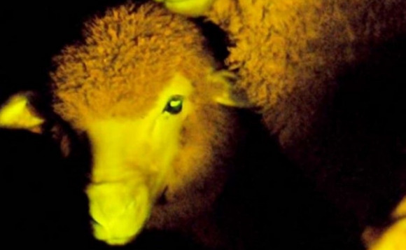Uruguay scientists genetically modify sheeps to glow in the dark