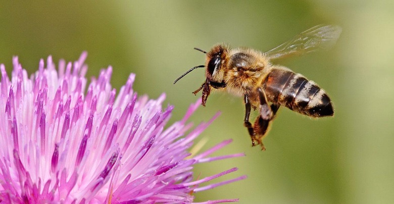 US bee species placed on endangered list for first time