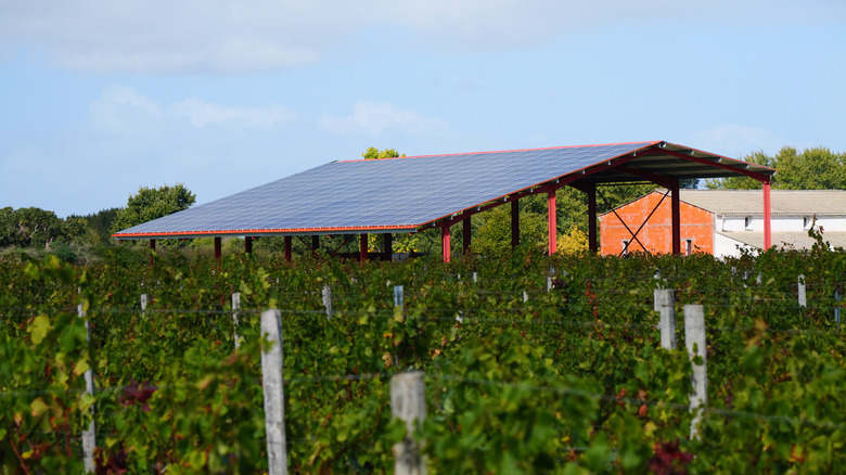 Solar panels in the middle of a field of crops.