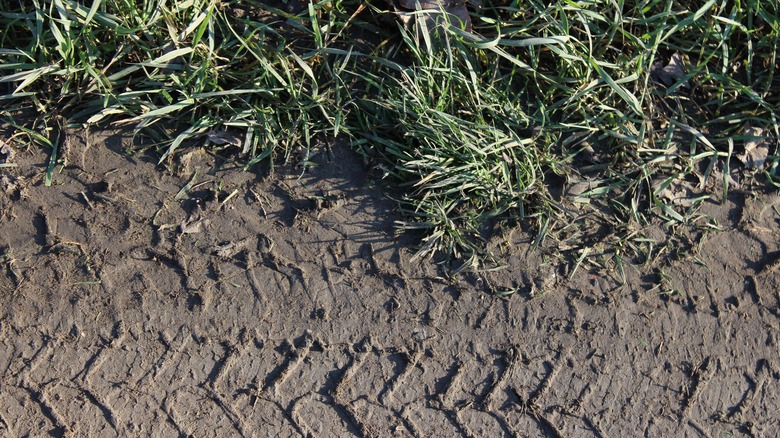 tire track over grass