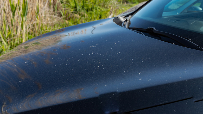 A car hood covered in streaks and stains.