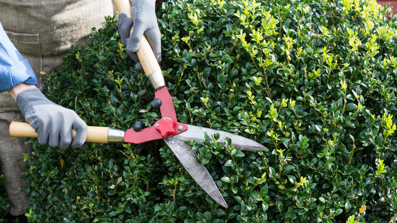 Hedge clippers trimming shrub