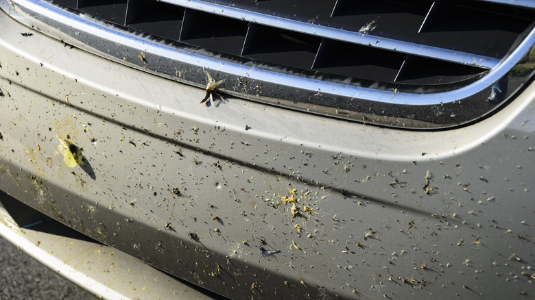Dead bugs splattered in the front of a minivan