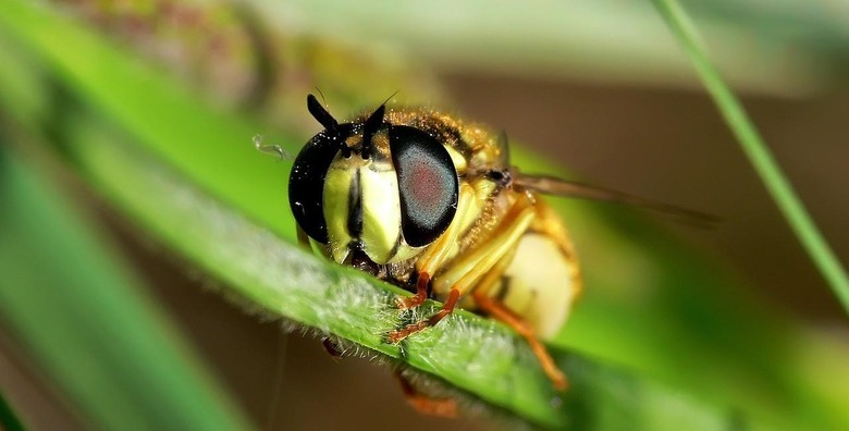 wasp-351612_1280