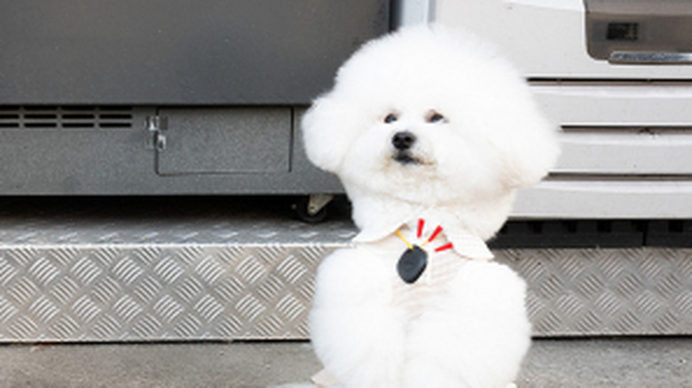 Samsung SmartTag on dog's collar