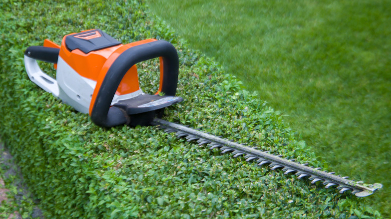 A hedge trimmer resting on a trimmed hedge.