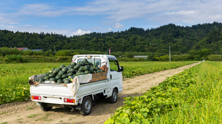 Kei truck in service at farm with fruits in cargo bed, rear-right 3/4 view