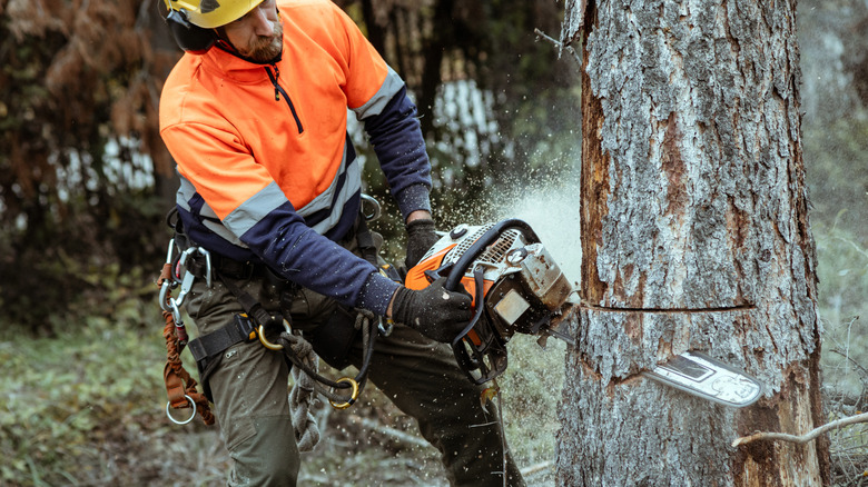 An arborist cutting down a tree with a chainsaw