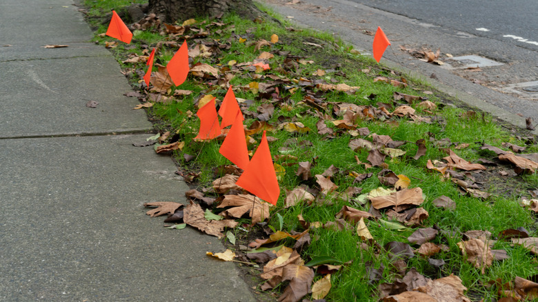 small orange marker flags on grass alongside a sidewalk