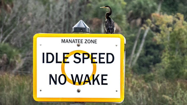 No wake zone sign with bird sitting on top.