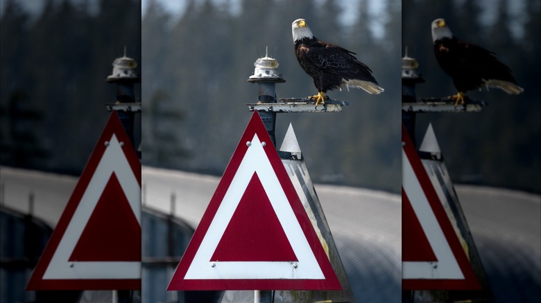 An eagle perched on a starboard day beacon