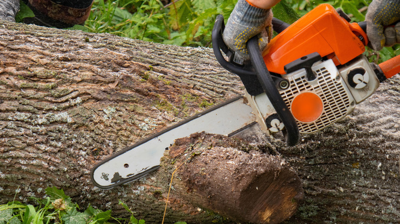 A woodcutter cutting tree with a sharp orange chainsaw