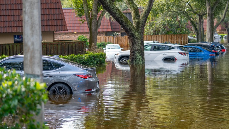A row of flooded cars in Florida neighborhood, including an Acura Integra parked next to a tree