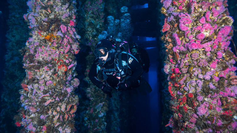 A diver swims through an oil rig reef in Long Beach, California