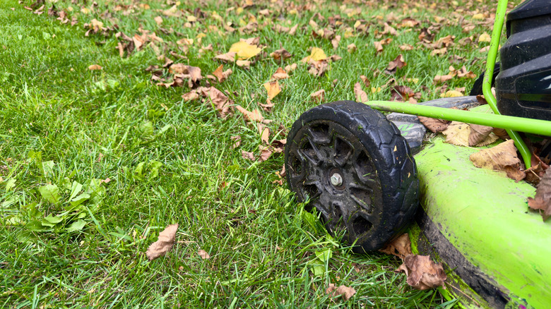 A green lawn mower on a leafy patch of grass.