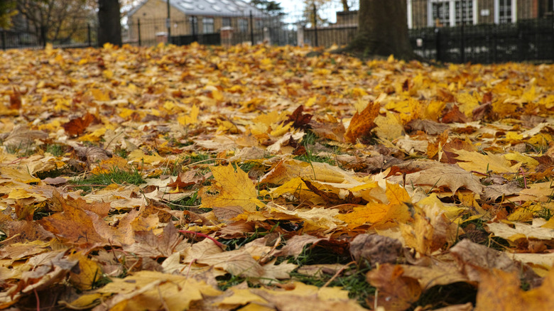 Yellow autumn leaves covering a lawn.