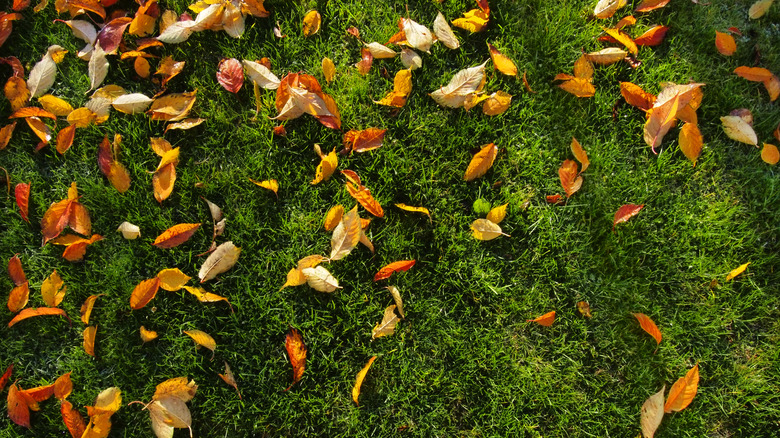 Aerial view of a few spread out leaves on the grass.