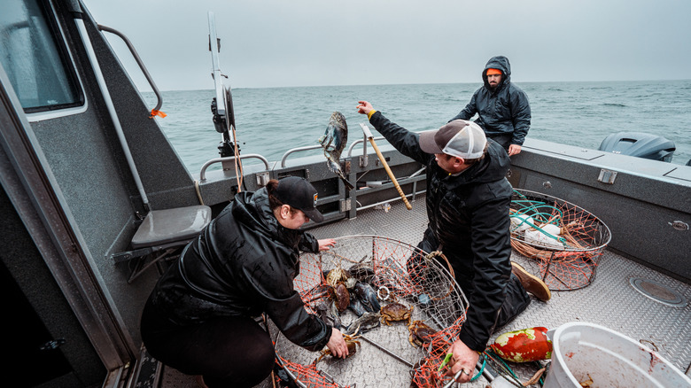 Crab fishing crew inspecting crab pot.