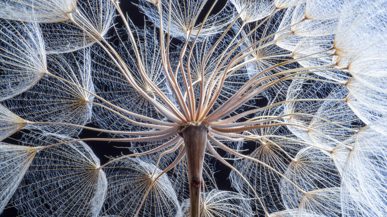 Macro shot of dandelion