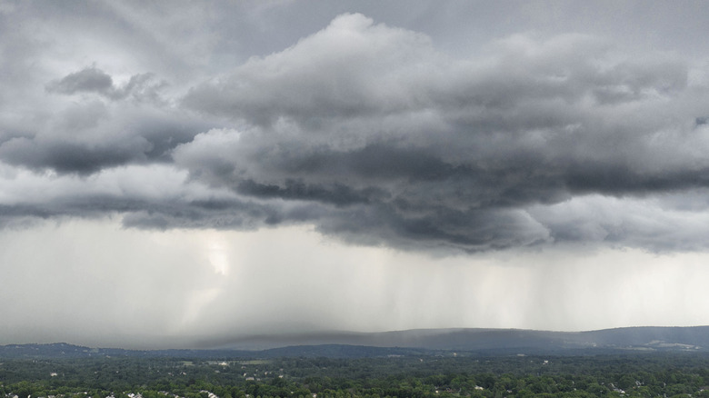 rain clouds over forest