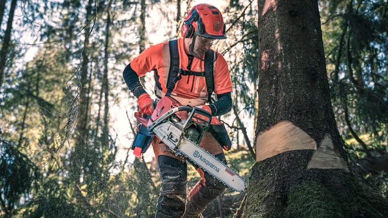Person using a Husqvarna chainsaw to cut a tree