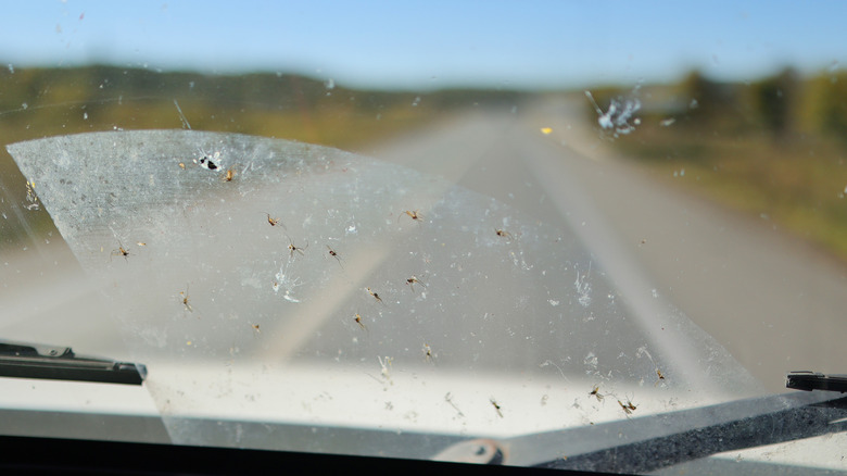 A view through a car windshield spattered with bugs