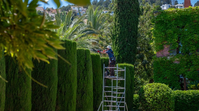 Gardener trimming hedges with steel cutter