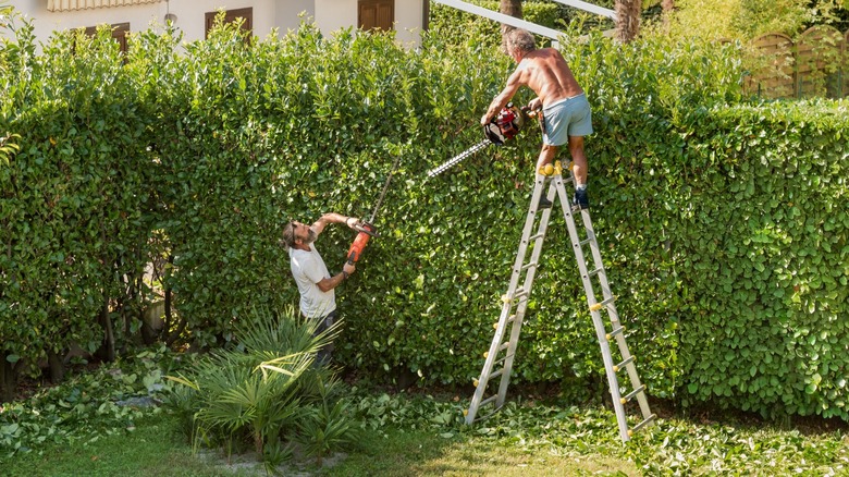 Gardeners cutting a hedge
