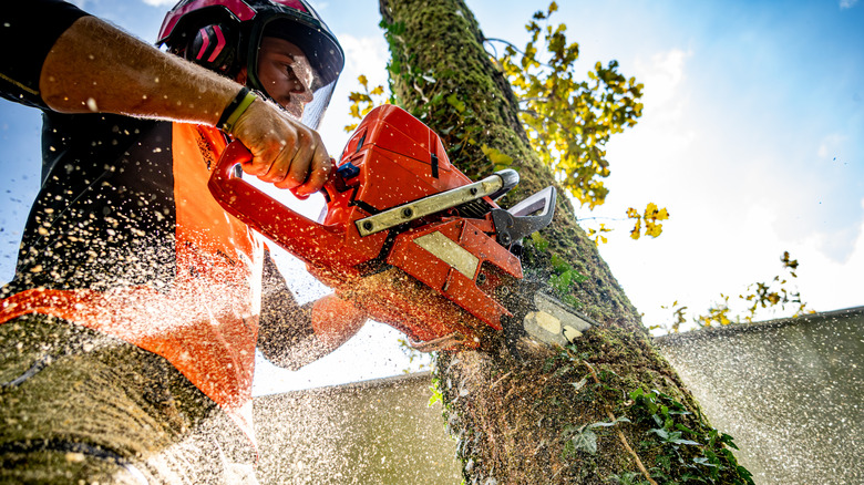 A skilled logger cuts through an oak tree with a roaring chainsaw