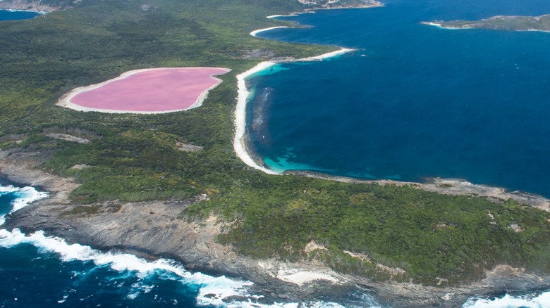 pink Lake Hillier surrounded by water and forest