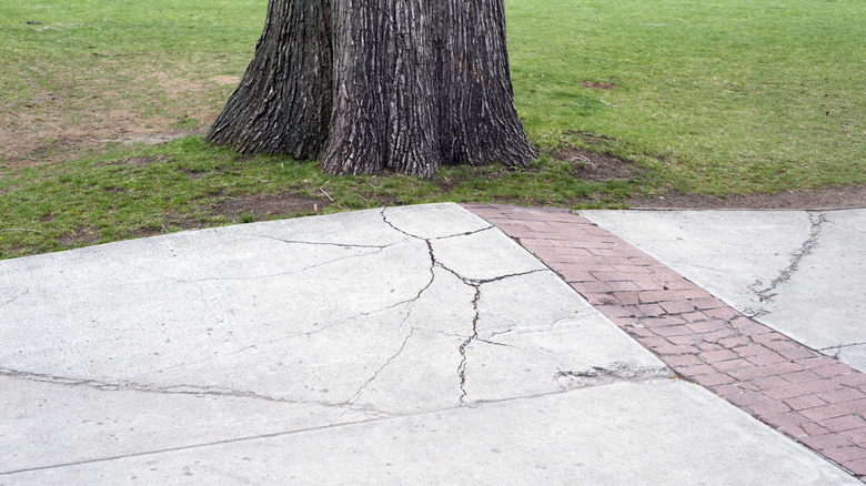 Driveway damaged by tree roots lifting up