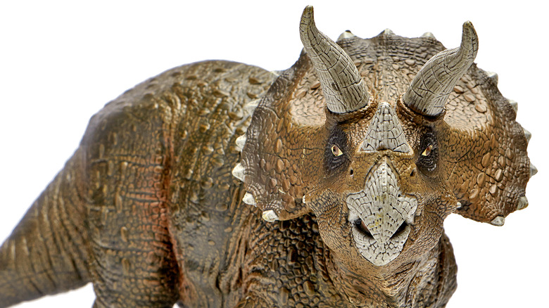 Photo of a triceratops model
