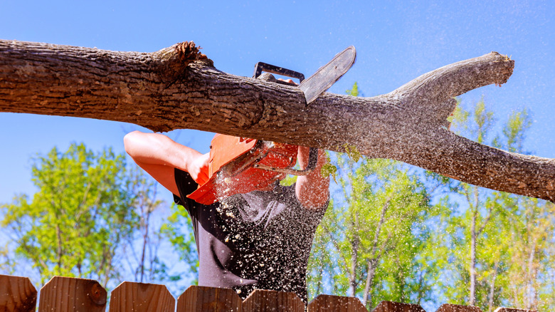 A person cutting a tree with a chainsaw.