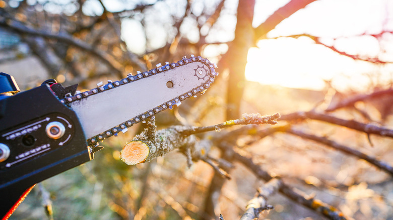 A chainsaw shown cutting a tree limb