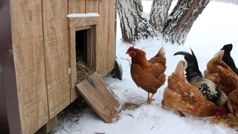 Chickens in the snow near a coop