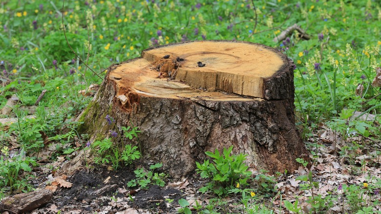 A tree stump in the ground.