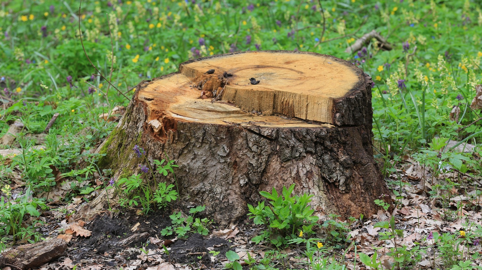 What You Need To Know Before Pulling A Tree Stump With Your Truck