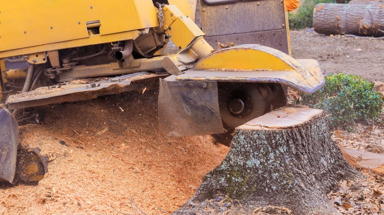 A tree stump grinder grinding down a tree stump.