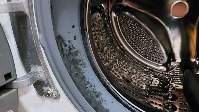 Mold in the drum of a washing machine.