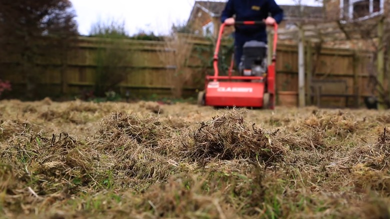 A closeup of the deep thatch on a lawn being pulled up, with a scarifier machine in the background.